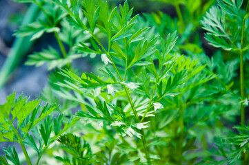 natural background. carrot leaves. green leaves of carrot. plant