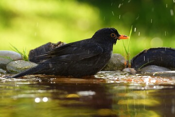 Blackbird (Turdus merula), male sprays water while bathing. Czechia. Europe.