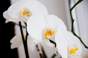 orchid. orchidaceae flower closeup. nature macro photography. beautiful white flower. home planting