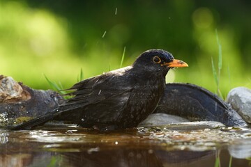 Blackbird (Turdus merula), male sprays water while bathing. Czechia. Europe.