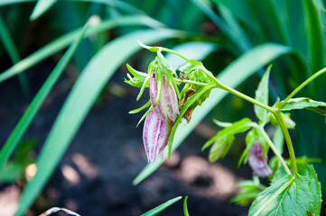 beautiful blue flower. summer garden. spring blooming blossom. bellflower.