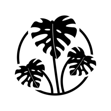 A plant in the circle, monstera deliciosa, potted plant, leaves in the circle, plant breeding, circle icon.