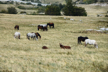 Livno, Bosnia and Herzegovina, horse, black horse, white horse, black and white horse,pony, beautiful,nature