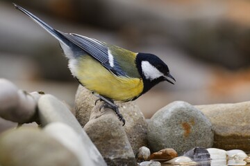 Naklejka premium Great tit, Parus major, stands on stones by the bird's waterhole. Czechia. Europe. 
