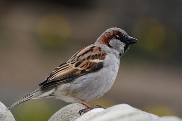 House sparrow, Passer domesticus, male stands on stones. Czechia. Europe.