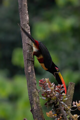 Fiery-billed Aracari - Pteroglossus frantzii is a toucan, a near-passerine bird. It breeds only on the Pacific slopes of southern Costa Rica and western Panama