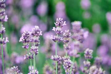 lavender flowers on the field close-up. floral aromatherapy. natural green background, with selective focus