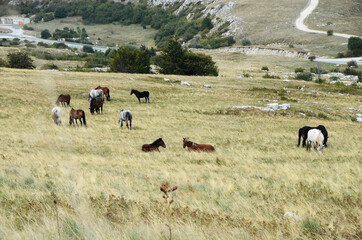 Livno, Bosnia and Herzegovina, horse, black horse, white horse, black and white horse,pony, beautiful,nature