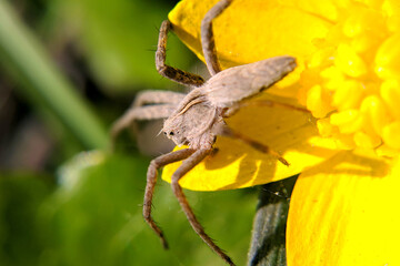 Spider on a yellow flower macro photo blurred background
