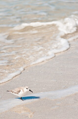 top view, medium distance of a single Sanderling, sea bird hunting for food on the tropical, sandy shoreline of an isolated beach, on gulf of Mexico