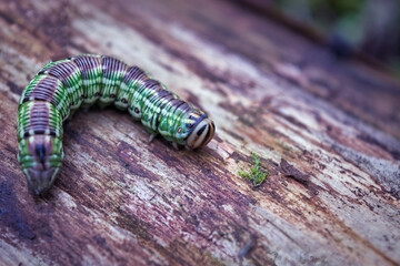 Gnawing scoops. Polyphagous pests. Latin name Noctuidae.