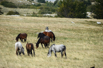 Naklejka na ściany i meble Livno, Bosnia and Herzegovina, horse, black horse, white horse, black and white horse,pony, beautiful,nature