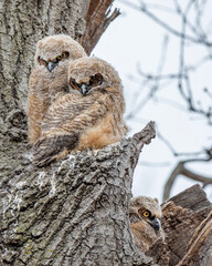 Three great horned owlets are having fun on their nest