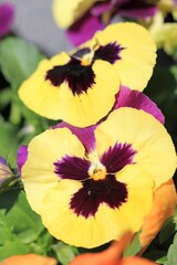 Yellow flowers Pansies on a flower bed in spring