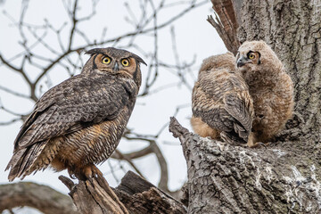 A female great horned owl is taking care of her three owlets