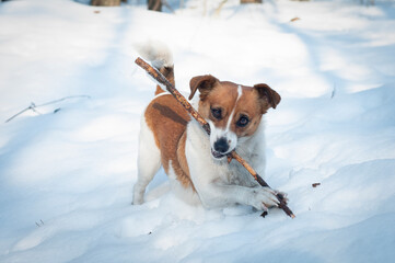 pies bawiący się patykiem na śniegu