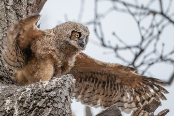 A Great horned Owlet is standing outside nest and testing its wings.
