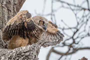 A Great horned Owlet is standing outside nest and testing its wings.
