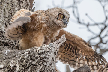 A Great horned Owlet is standing outside nest and testing its wings.