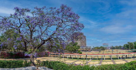 Obraz premium jacaranda