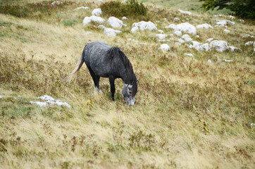 Livno, Bosnia and Herzegovina, horse, black horse, white horse, black and white horse,pony, beautiful,nature