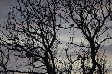 birds in tree