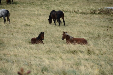Fototapeta na wymiar Livno, Bosnia and Herzegovina, horse, black horse, white horse, black and white horse,pony, beautiful,nature