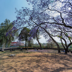 jacarandas