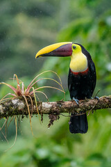 Bird with open bill, Chesnut-mandibled Toucan sitting on the branch in tropical rain with green jungle in background. Wildlife scene from nature.