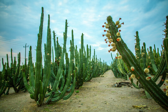 campo de pitayas