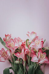 Pink alstroemeria flowers on a pink background. Vertical orientation.