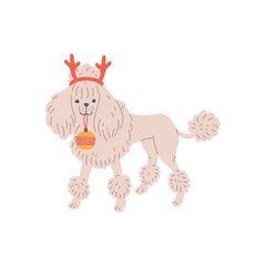 White dog poodle with deer antlers and christmas tree ball a vector illustration