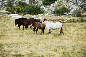 Fototapeta na wymiar Livno,Bosnia and Herzegovina, horse, black horse, white horse, black and white horse, nature, beautiful horse,