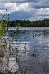 reeds in the water