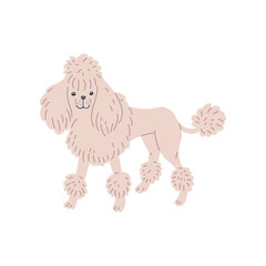 White dog of Poodle breed standing, flat vector illustration isolated on white.