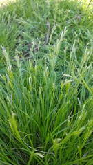 green grass background