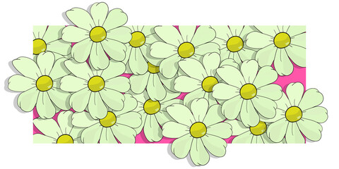 WHITE DAISY WALLPAPER.  Bellis Perennis plant desktop image. Refreshing card. Positive and cheerful banner of flowers, full of life. Nature, blossom group drawing. Petals on natural texture.