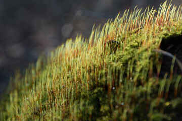 Many young sprouts of moss in the sun. Spring growth of moss. The texture of green shoots