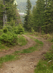Road leading through a forest and meadow in a mountain landscape. Giant Mountains.