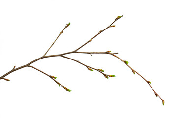 birch branch with young green leaves and buds close-up on a white background