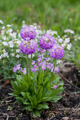 Spring flowers of lavender and white on a background of grass and ground. Primula denticulata