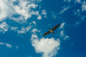 Pelican flying in the Caribbean sky. Isolated subject in the blue sky. Bird of the local fauna of...