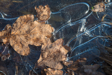Close-up of yellow leaves in frozen water. Ice with a pattern. Beautiful autumn concept. Natural natural pattern