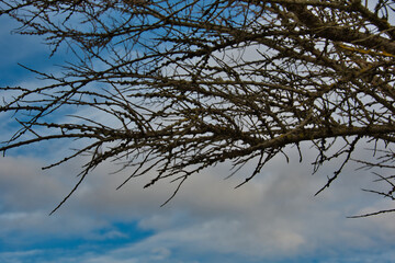 Natural pattern of spring thorny sea buckthorn branches without leaves against a blue sky with white clouds.