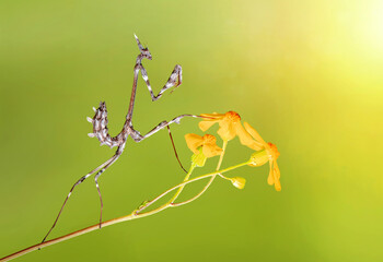 Close up of pair of Beautiful European mantis ( Mantis religiosa )