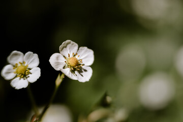 Obraz na płótnie Canvas close up shot of wild strawberry flower on a spring day