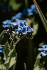 close up shot of a white blue flower