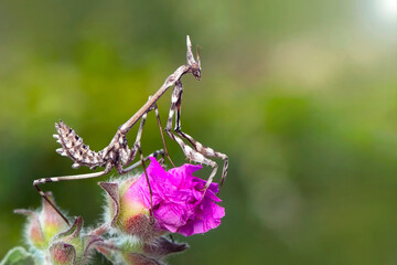 Close up of pair of Beautiful European mantis ( Mantis religiosa )