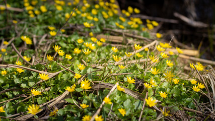 yellow spring flowers in the grass