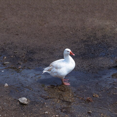 Duck standing in a puddle in a village  street. Copy Space.